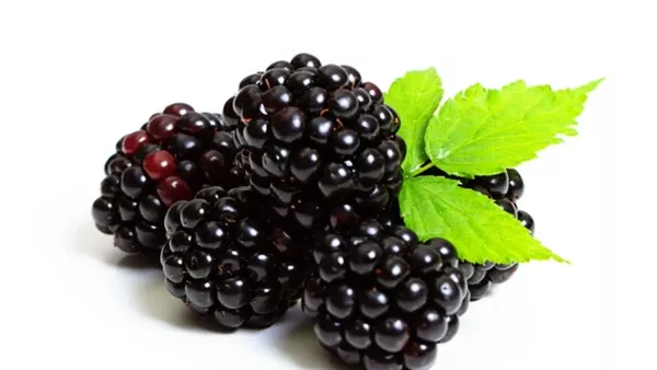 التوت الأسود