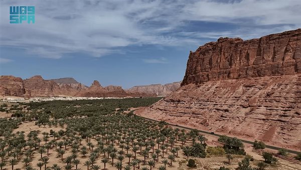 تمور العُلا.. إرث زراعي يتألق عالميًا