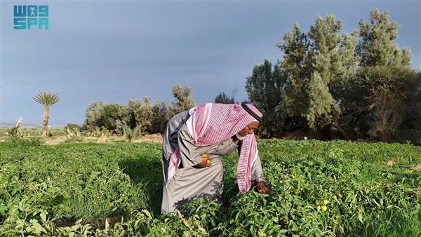 مزارع العُلا.. إرث متجذر في وجدان أهلها