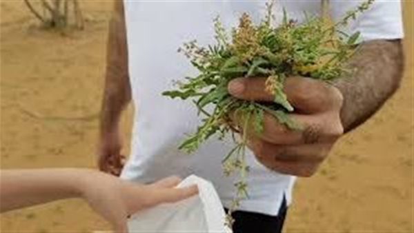 الحميض البري.. نكهة موسمية تزين الحدود الشمالية