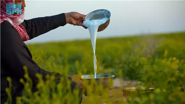 حليب الإبل كنز غذائي في رمضان
