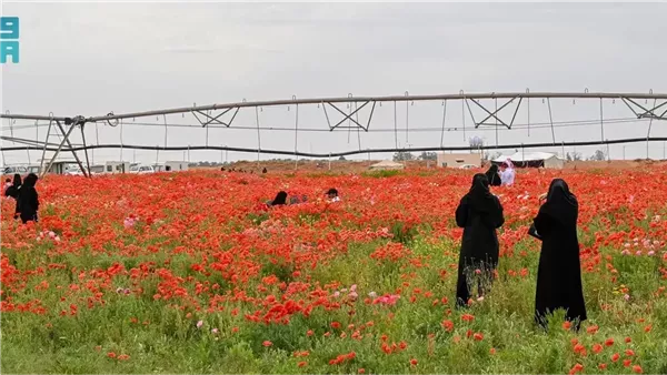 محمية الديدحان بحائل وجهة طبيعية ساحرة