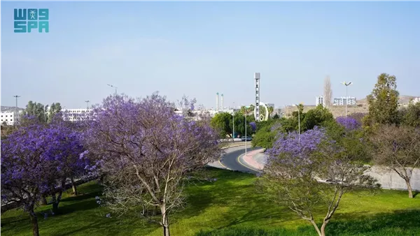 الجاكرندا
