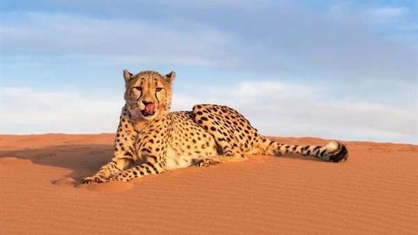 الفهد الصحراوي أماياس