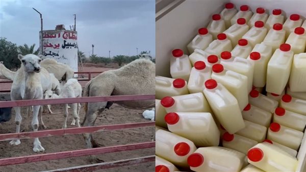 حليب الإبل 