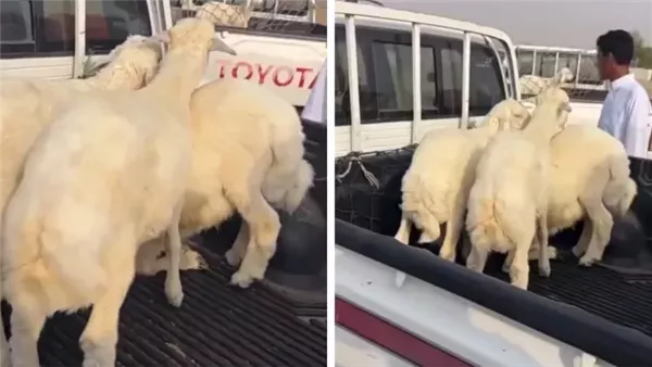 انخفاض أسعار الأغنام في جدة بسوق بحرة