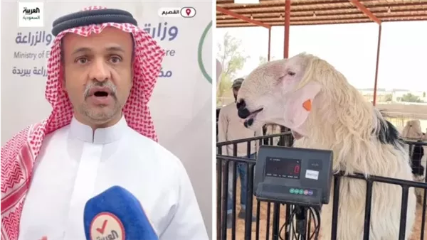 بيع الأضاحي بالوزن في القصيم