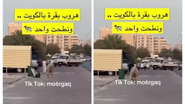 بقرة هاربة
