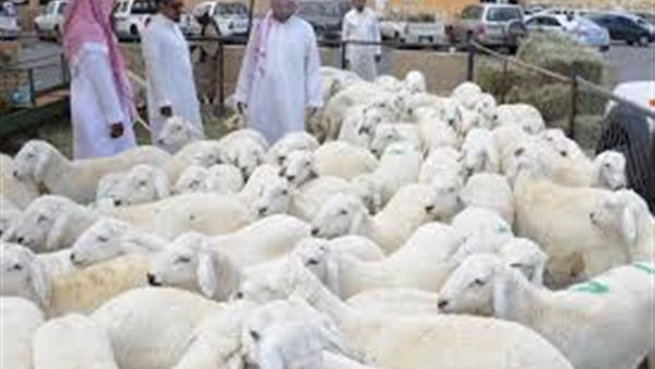 أسواق الأضاحي بعسير