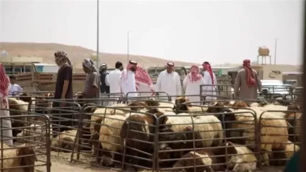الأضاحى