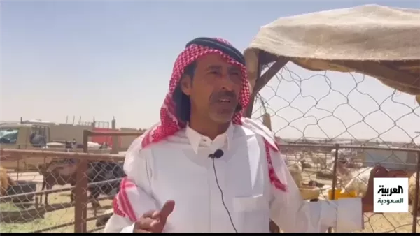 أسعار الأضاحي في سوق القريات