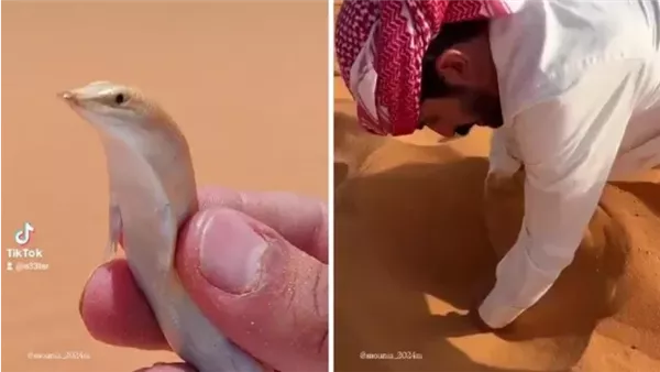سمكة الصحراء تظهر في مقطع
