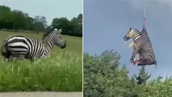 نقل حمار وحشي طائرًا بتينيسي