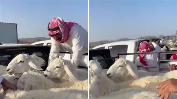 انخفاض أسعار الأضاحي في السعودية