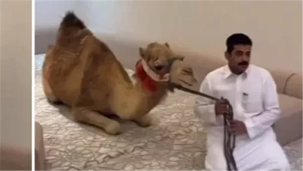 رجل يدخل جملاً إلى مجلس