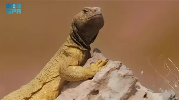 الضب العربي 