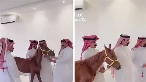 فيديو مواطن يهدي مهرًا لضيفه