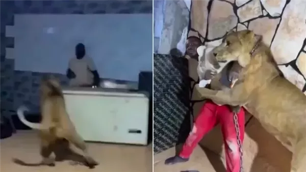 ليبي يهاجم عمّاله بواسطة أسد
