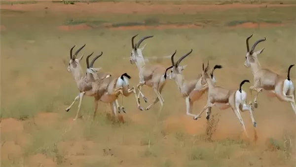 ضوابط جديدة للتنزه في الصمان والدهناء