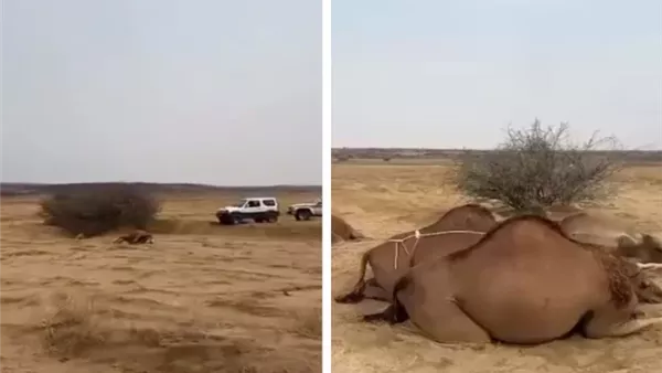 نفوق عدد من الأبل في القنفذة
